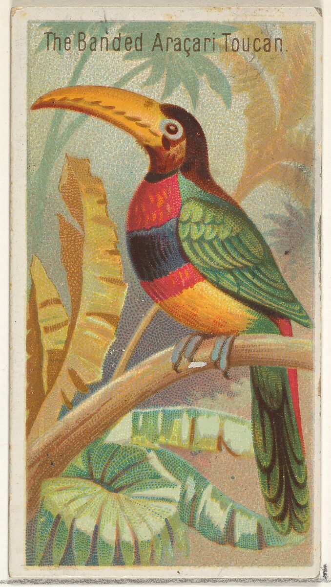 The Banded Aracari Toucan, from the Birds of the Tropics series (N5) for Allen & Ginter Cigarettes Brands, Issued by Allen &amp; Ginter (American, Richmond, Virginia), Commercial color lithograph 