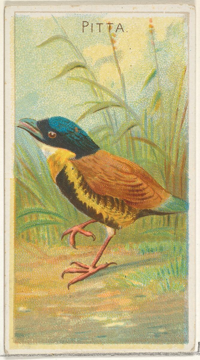 Pitta, from the Birds of the Tropics series (N5) for Allen & Ginter Cigarettes Brands, Issued by Allen &amp; Ginter (American, Richmond, Virginia), Commercial color lithograph 