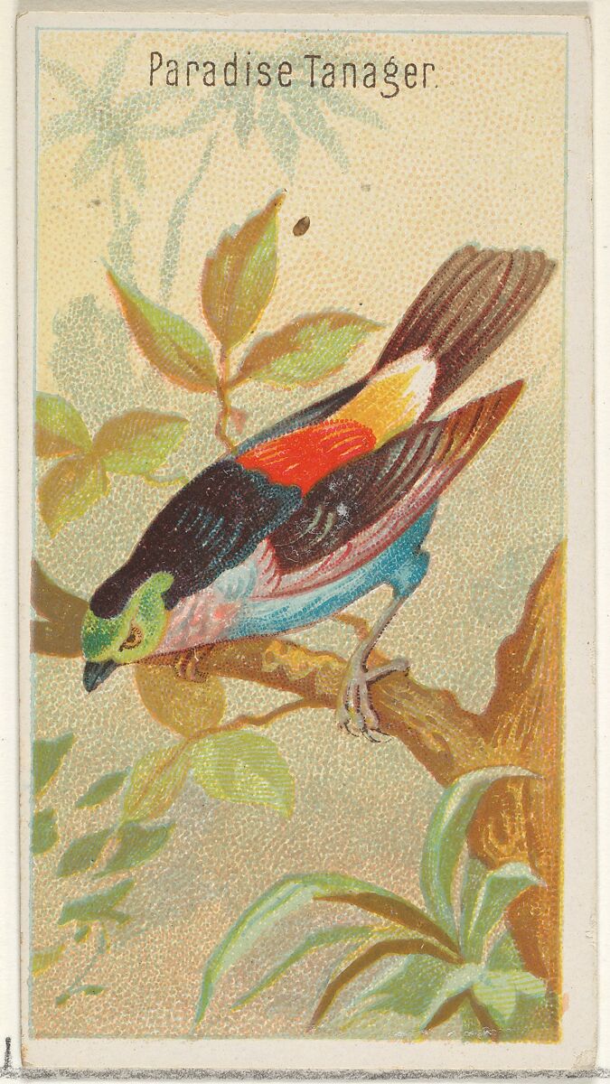 Paradise Tanager, from the Birds of the Tropics series (N5) for Allen & Ginter Cigarettes Brands, Issued by Allen &amp; Ginter (American, Richmond, Virginia), Commercial color lithograph 
