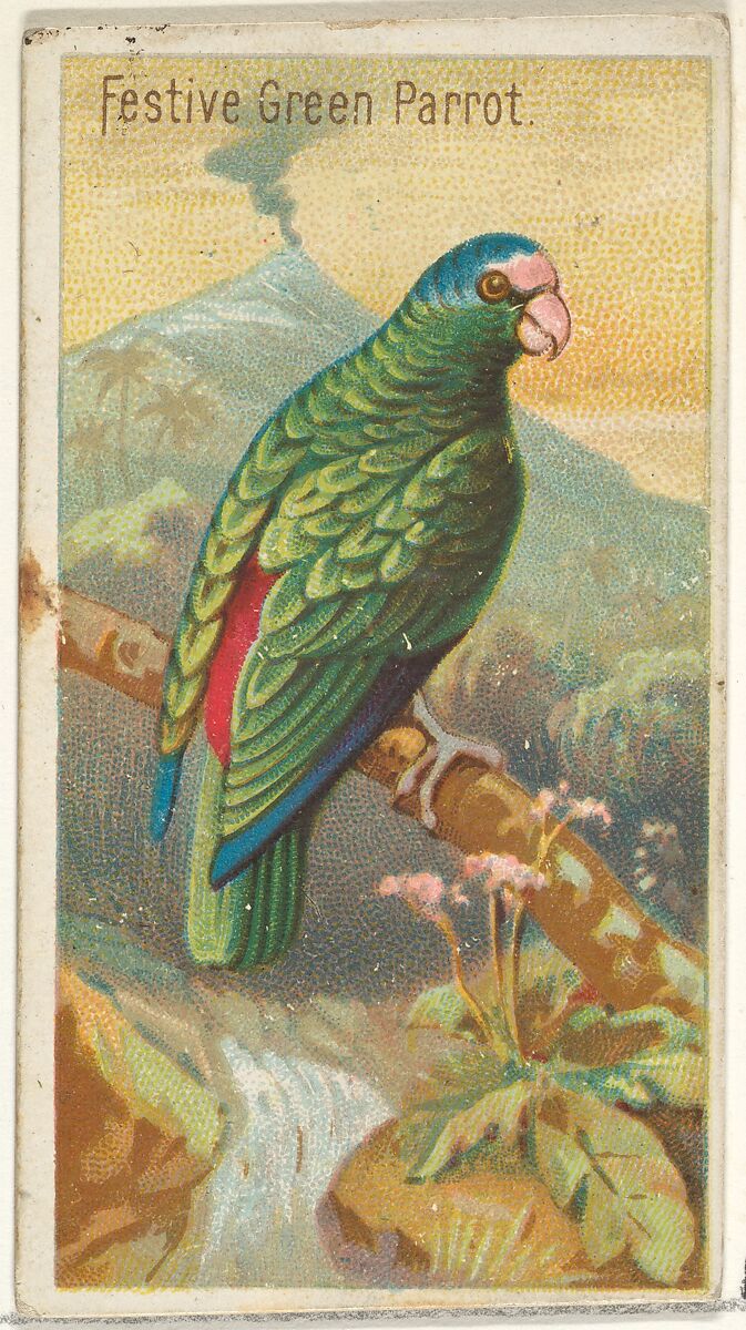 Festive Green Parrot, from the Birds of the Tropics series (N5) for Allen & Ginter Cigarettes Brands, Issued by Allen &amp; Ginter (American, Richmond, Virginia), Commercial color lithograph 