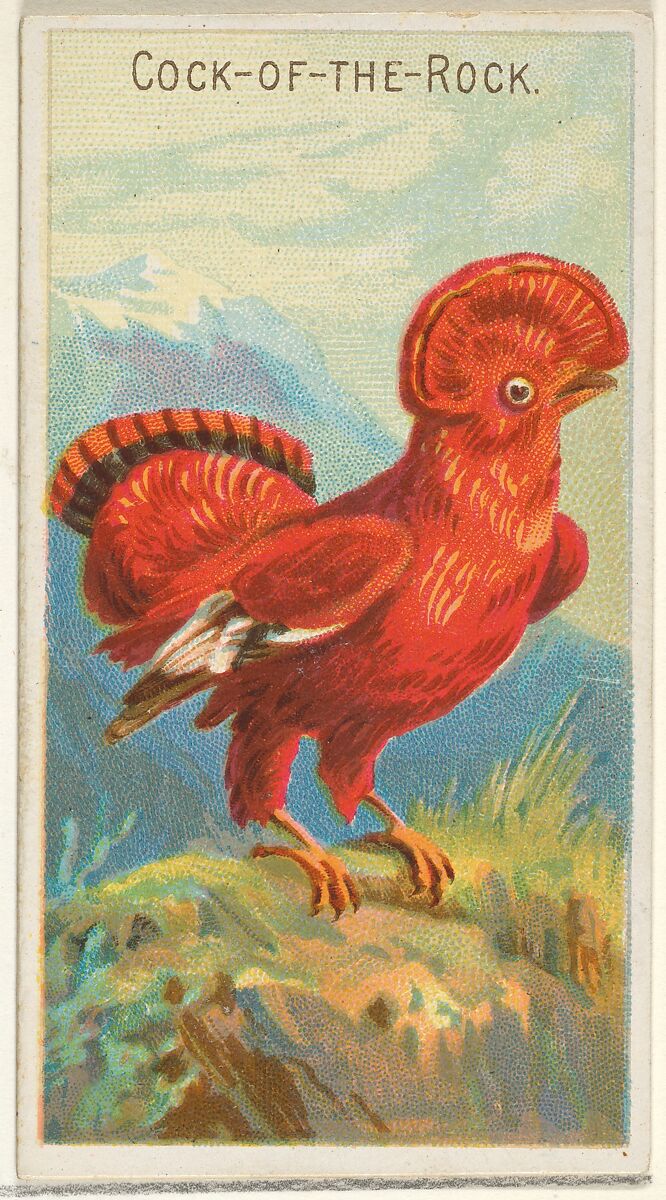 Cock-of-the-Rock, from the Birds of the Tropics series (N5) for Allen & Ginter Cigarettes Brands, Issued by Allen &amp; Ginter (American, Richmond, Virginia), Commercial color lithograph 