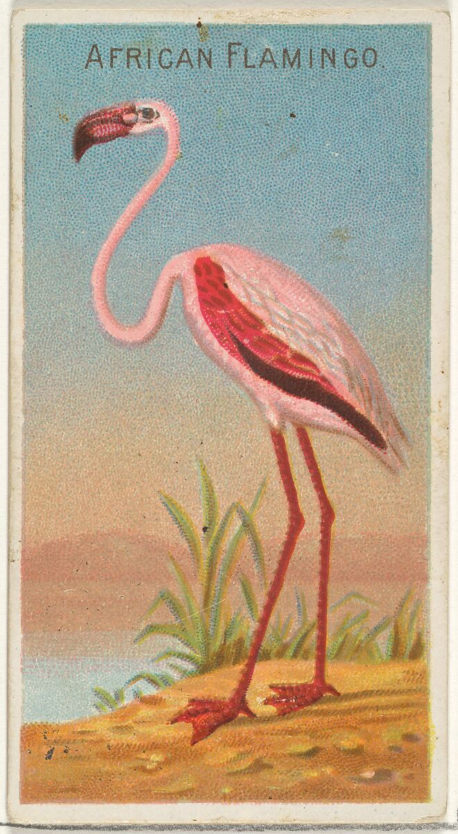 African Flamingo, from the Birds of the Tropics series (N5) for Allen & Ginter Cigarettes Brands, Issued by Allen &amp; Ginter (American, Richmond, Virginia), Commercial color lithograph 