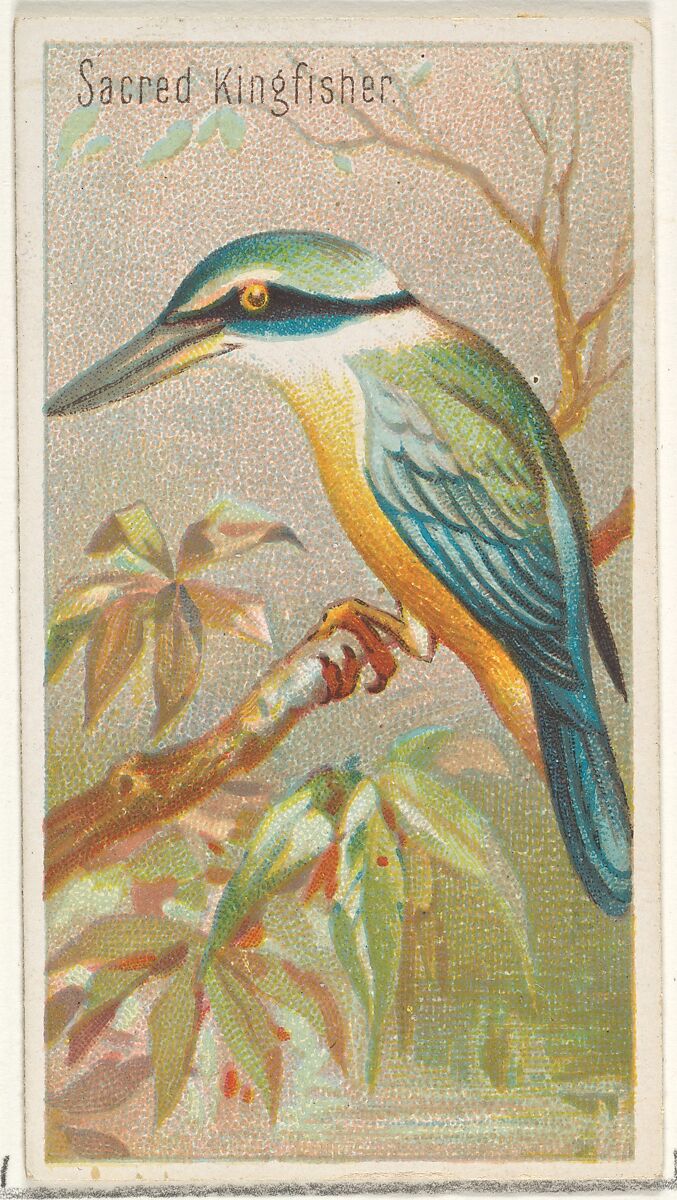 Sacred Kingfisher, from the Birds of the Tropics series (N5) for Allen & Ginter Cigarettes Brands, Issued by Allen &amp; Ginter (American, Richmond, Virginia), Commercial color lithograph 