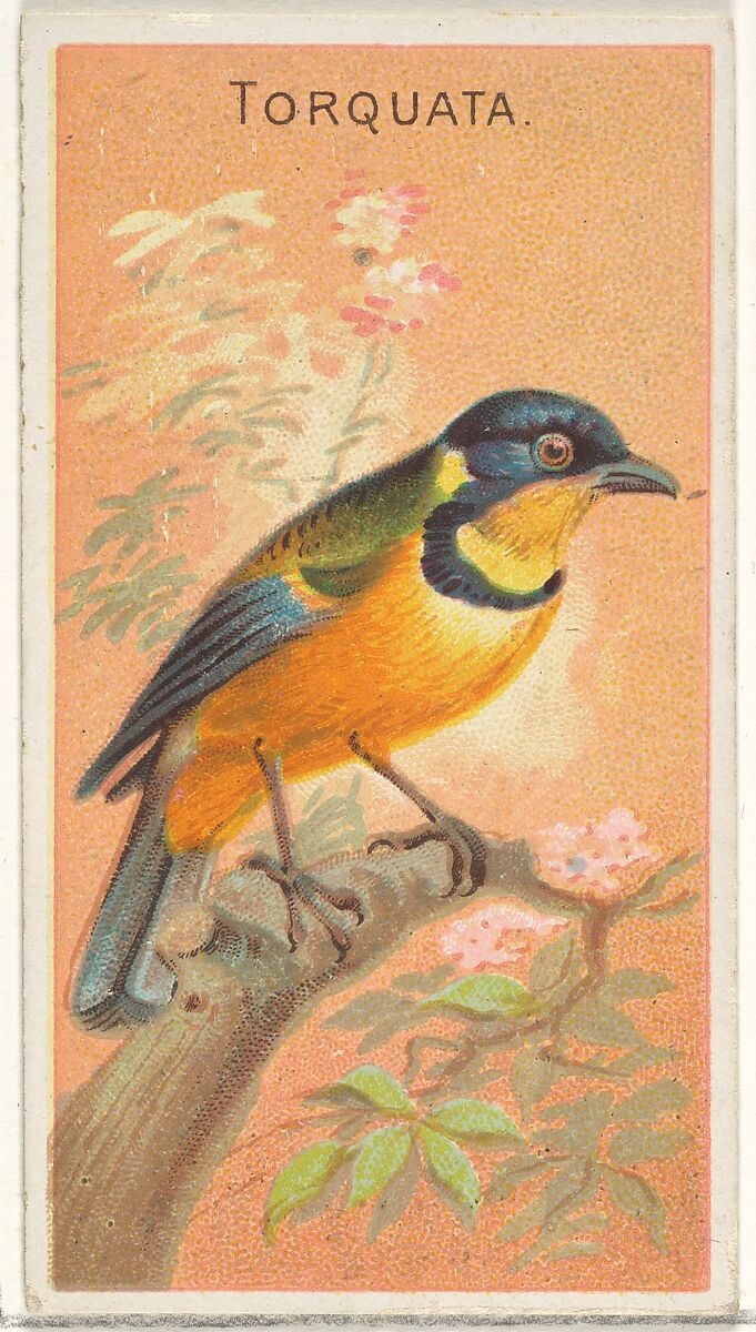Torquata, from the Birds of the Tropics series (N5) for Allen & Ginter Cigarettes Brands, Issued by Allen &amp; Ginter (American, Richmond, Virginia), Commercial color lithograph 