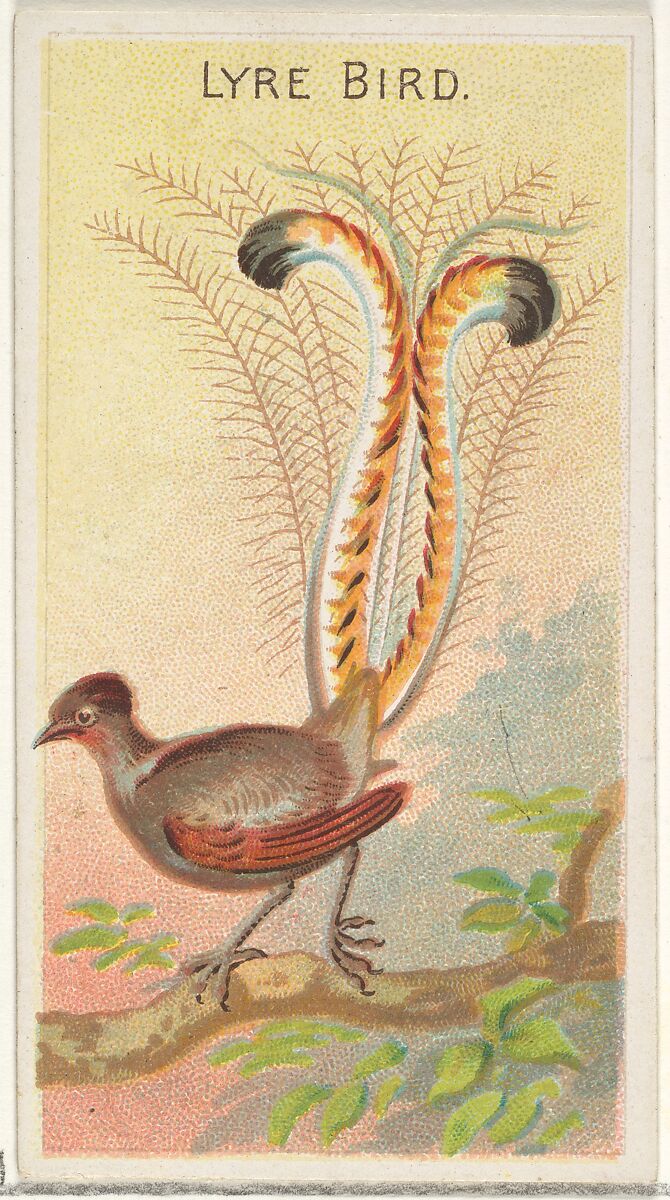 Lyre Bird, from the Birds of the Tropics series (N5) for Allen & Ginter Cigarettes Brands, Issued by Allen &amp; Ginter (American, Richmond, Virginia), Commercial color lithograph 