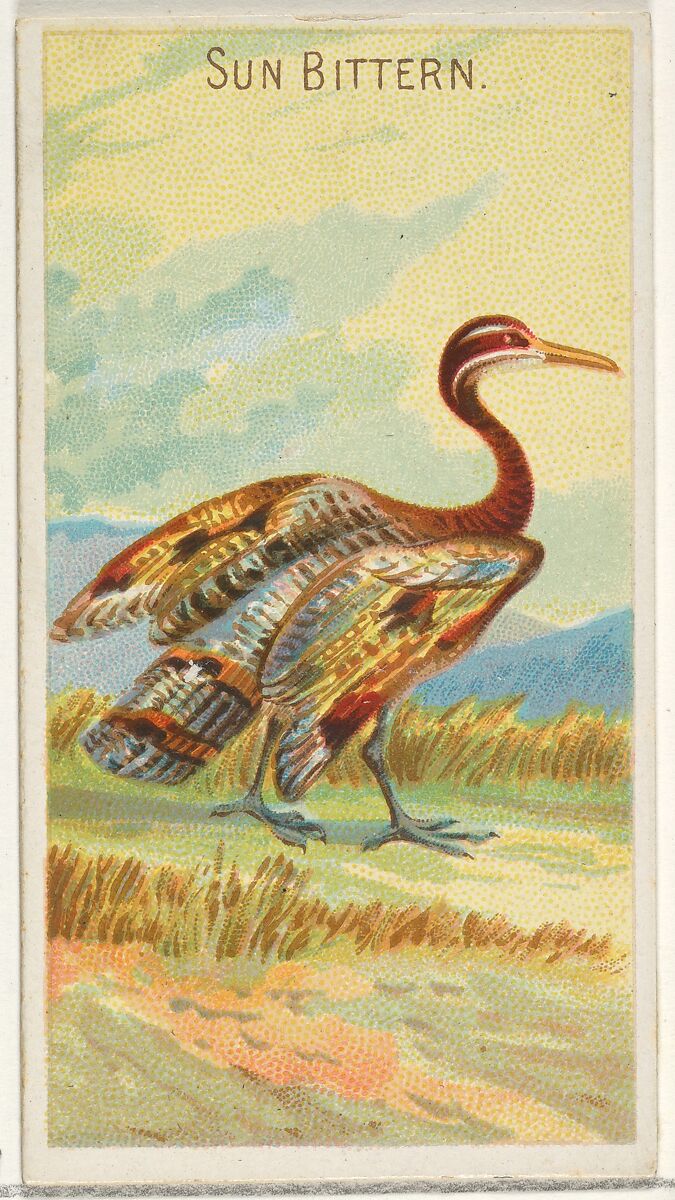 Sun Bittern, from the Birds of the Tropics series (N5) for Allen & Ginter Cigarettes Brands, Issued by Allen &amp; Ginter (American, Richmond, Virginia), Commercial color lithograph 