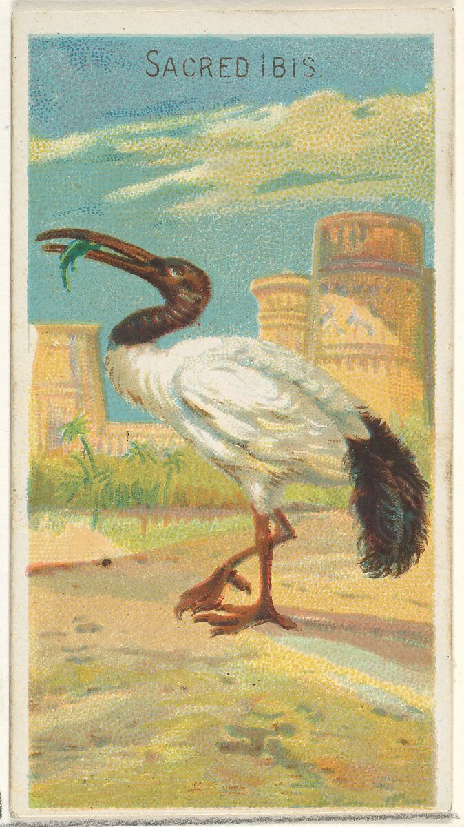 Sacred Ibis, from the Birds of the Tropics series (N5) for Allen & Ginter Cigarettes Brands, Issued by Allen &amp; Ginter (American, Richmond, Virginia), Commercial color lithograph 