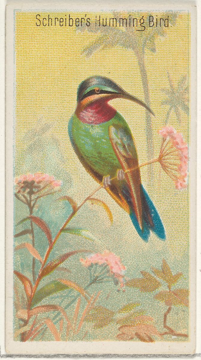Schreiber's Hummingbird, from the Birds of the Tropics series (N5) for Allen & Ginter Cigarettes Brands, Issued by Allen &amp; Ginter (American, Richmond, Virginia), Commercial color lithograph 