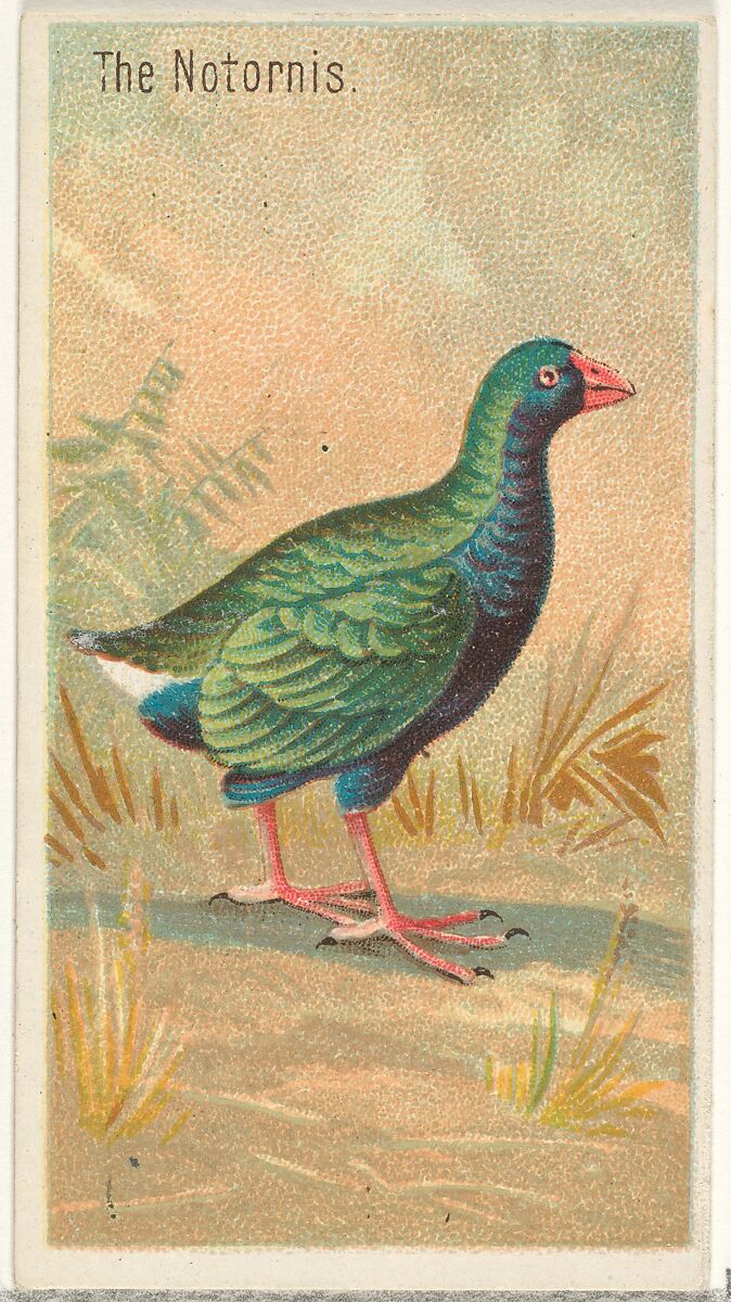 The Notornis, from the Birds of the Tropics series (N5) for Allen & Ginter Cigarettes Brands, Issued by Allen &amp; Ginter (American, Richmond, Virginia), Commercial color lithograph 