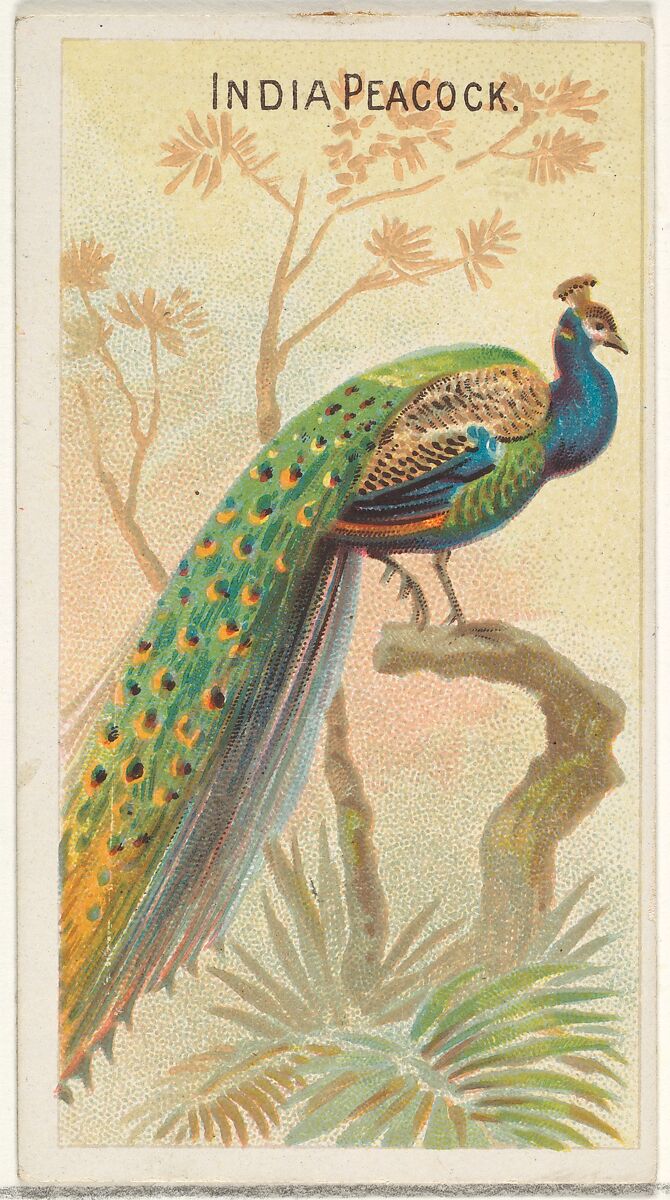 India Peacock, from the Birds of the Tropics series (N5) for Allen & Ginter Cigarettes Brands, Issued by Allen &amp; Ginter (American, Richmond, Virginia), Commercial color lithograph 