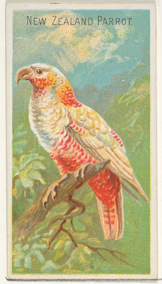 New Zealand Parrot, from the Birds of the Tropics series (N5) for Allen & Ginter Cigarettes Brands, Issued by Allen &amp; Ginter (American, Richmond, Virginia), Commercial color lithograph 
