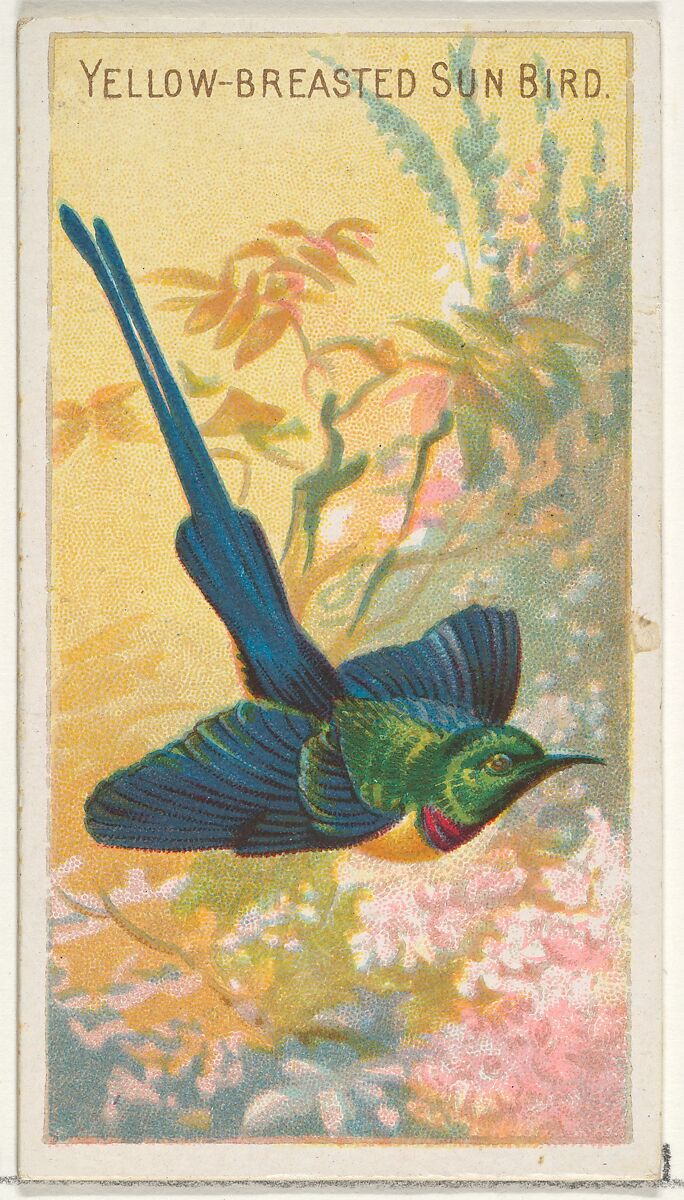 Yellow-Breasted Sun Bird, from the Birds of the Tropics series (N5) for Allen & Ginter Cigarettes Brands, Issued by Allen &amp; Ginter (American, Richmond, Virginia), Commercial color lithograph 