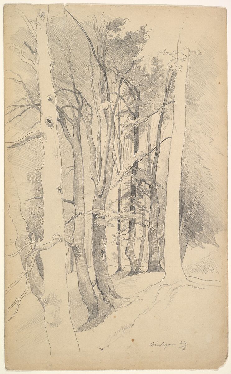 Trees near Diessen, Carl Maria Nicolaus Hummel (German, Weimar 1821–1907 Weimar), Graphite 