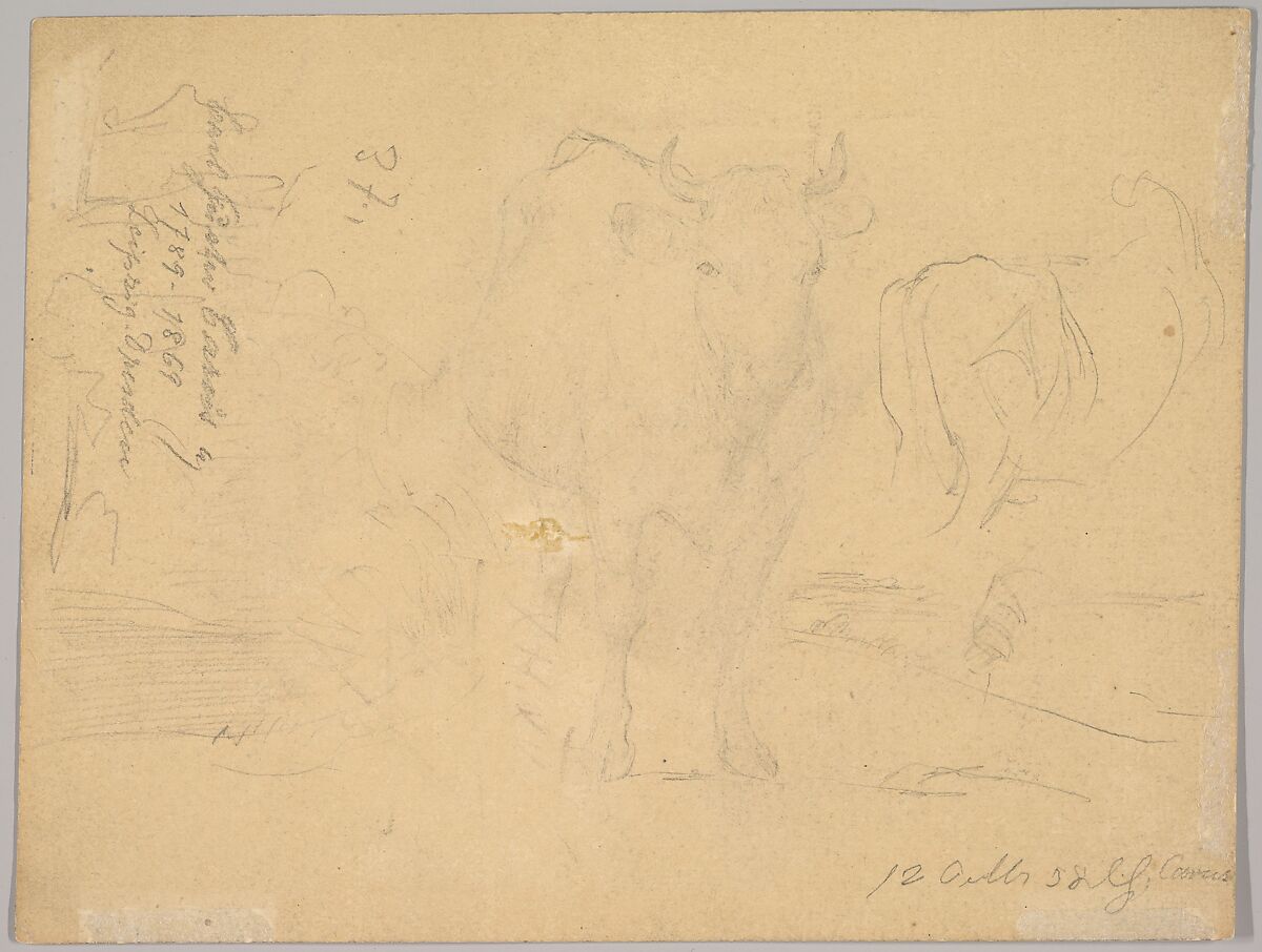 Study of a Willowherb; verso: Study of Two Cows, Carl Gustav Carus (German, Leipzig 1789–1869 Dresden), Graphite, brush and gray ink; verso: graphite