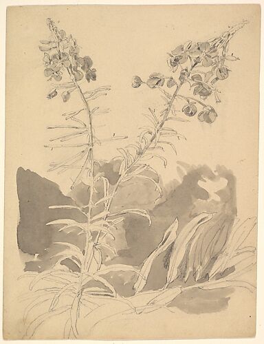 Study of a Willowherb; verso: Study of Two Cows