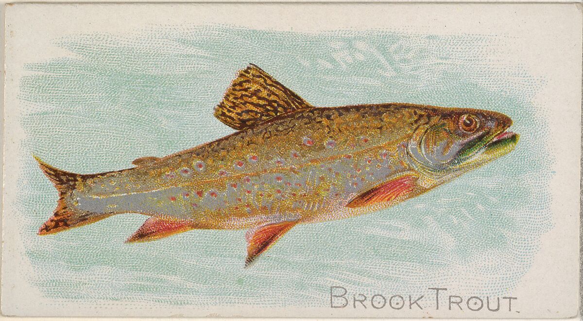 Brook Trout, from the Fish from American Waters series (N8) for Allen & Ginter Cigarettes Brands, Issued by Allen &amp; Ginter (American, Richmond, Virginia), Commercial color lithograph 