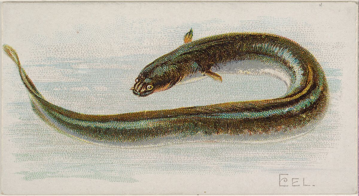 Eel, from the Fish from American Waters series (N8) for Allen & Ginter Cigarettes Brands, Issued by Allen &amp; Ginter (American, Richmond, Virginia), Commercial color lithograph 