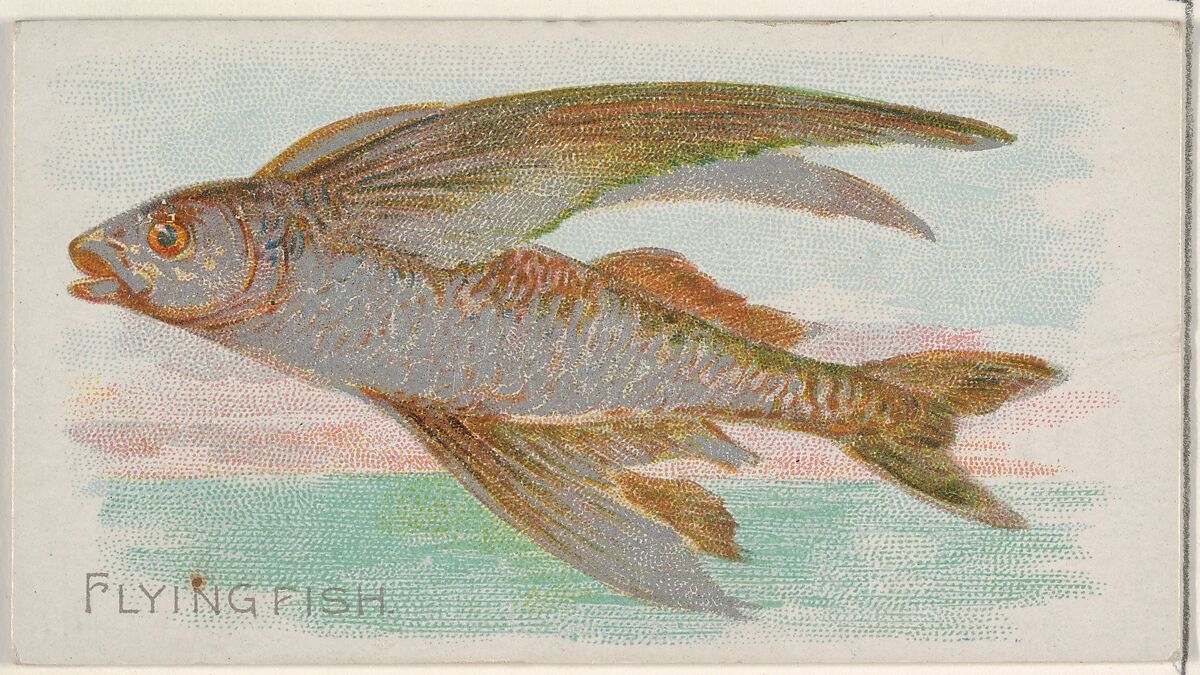 Flying Fish, from the Fish from American Waters series (N8) for Allen & Ginter Cigarettes Brands, Issued by Allen &amp; Ginter (American, Richmond, Virginia), Commercial color lithograph 