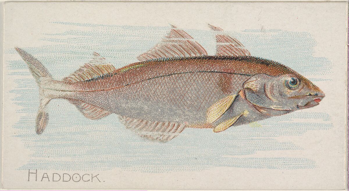 Haddock, from the Fish from American Waters series (N8) for Allen & Ginter Cigarettes Brands, Issued by Allen &amp; Ginter (American, Richmond, Virginia), Commercial color lithograph 