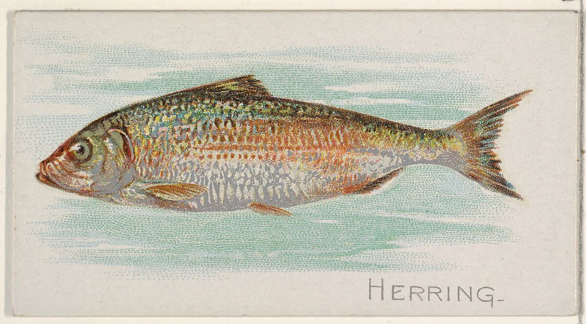 Herring, from the Fish from American Waters series (N8) for Allen & Ginter Cigarettes Brands, Issued by Allen &amp; Ginter (American, Richmond, Virginia), Commercial color lithograph 