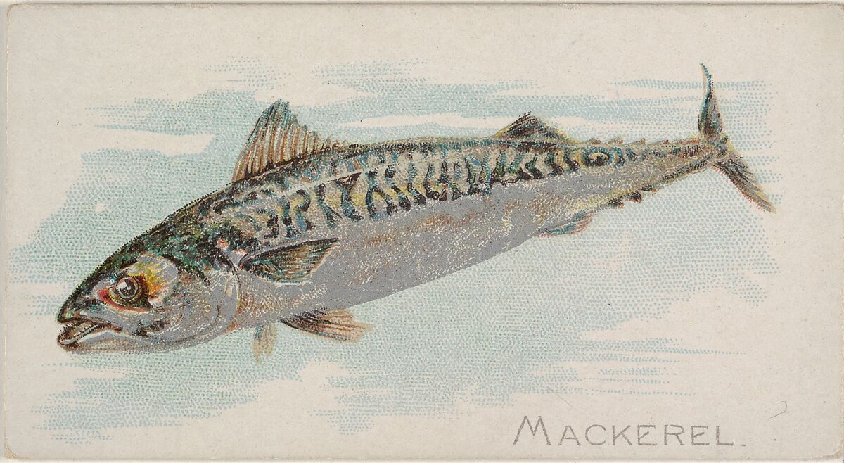 Mackerel, from the Fish from American Waters series (N8) for Allen & Ginter Cigarettes Brands, Issued by Allen &amp; Ginter (American, Richmond, Virginia), Commercial color lithograph 
