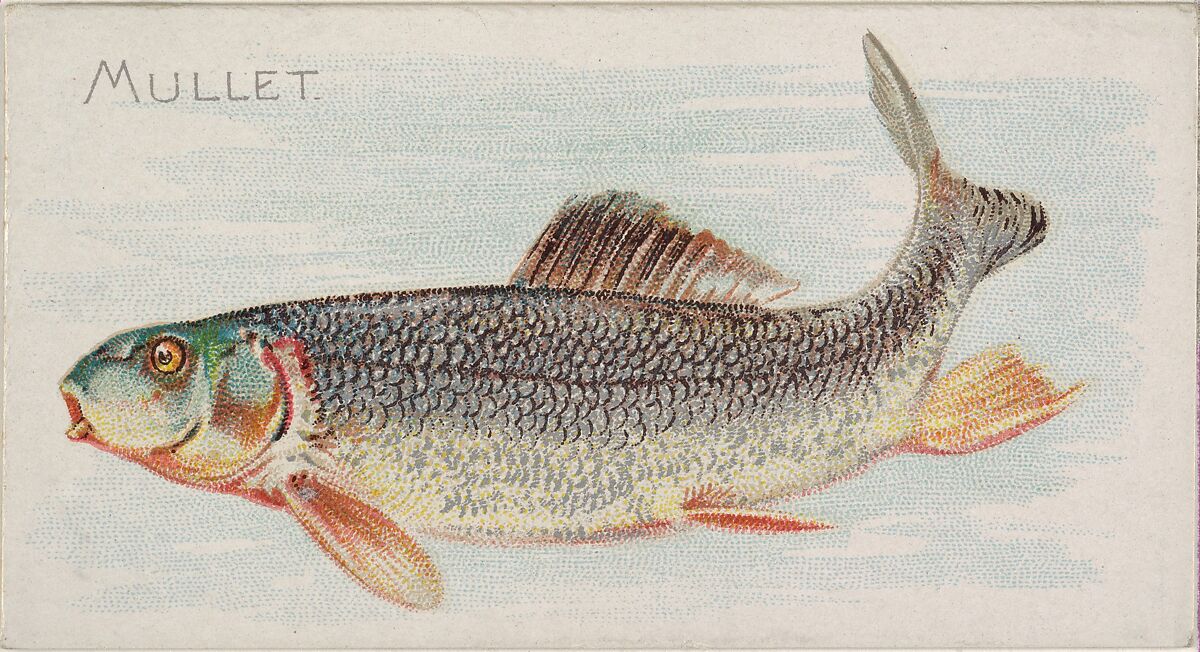 Mullet, from the Fish from American Waters series (N8) for Allen & Ginter Cigarettes Brands, Issued by Allen &amp; Ginter (American, Richmond, Virginia), Commercial color lithograph 
