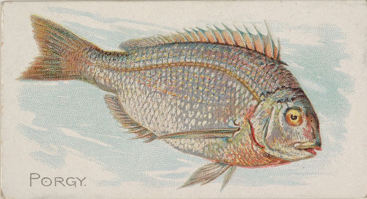 Porgy, from the Fish from American Waters series (N8) for Allen & Ginter Cigarettes Brands, Issued by Allen &amp; Ginter (American, Richmond, Virginia), Commercial color lithograph 
