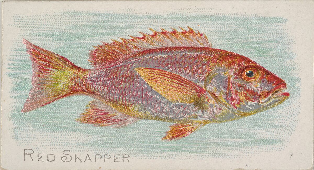 Red Snapper, from the Fish from American Waters series (N8) for Allen & Ginter Cigarettes Brands, Issued by Allen &amp; Ginter (American, Richmond, Virginia), Commercial color lithograph 