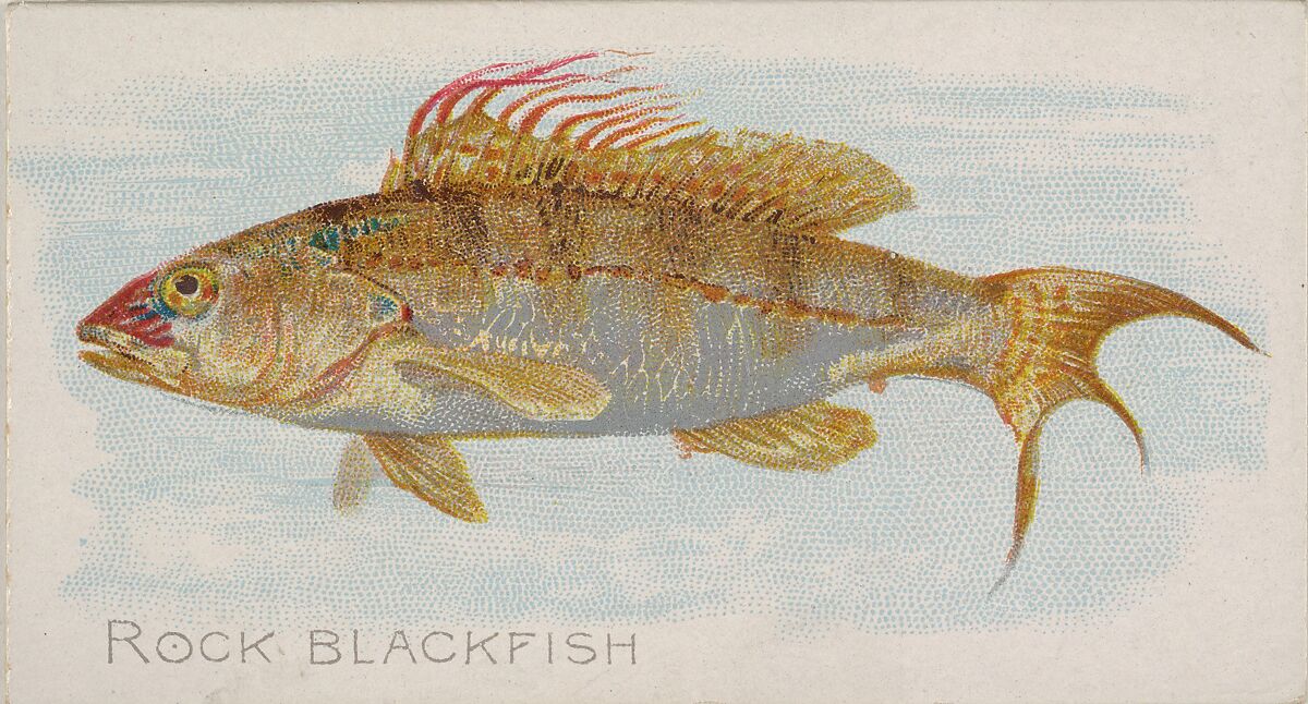 Rock Blackfish, from the Fish from American Waters series (N8) for Allen & Ginter Cigarettes Brands, Issued by Allen &amp; Ginter (American, Richmond, Virginia), Commercial color lithograph 