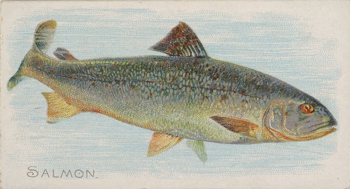 Salmon, from the Fish from American Waters series (N8) for Allen & Ginter Cigarettes Brands, Issued by Allen &amp; Ginter (American, Richmond, Virginia), Commercial color lithograph 
