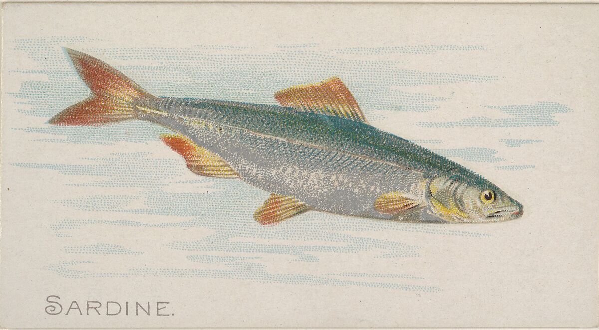 Sardine, from the Fish from American Waters series (N8) for Allen & Ginter Cigarettes Brands, Issued by Allen &amp; Ginter (American, Richmond, Virginia), Commercial color lithograph 