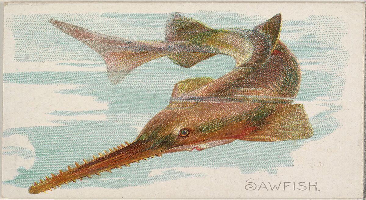 Sawfish, from the Fish from American Waters series (N8) for Allen & Ginter Cigarettes Brands, Issued by Allen &amp; Ginter (American, Richmond, Virginia), Commercial color lithograph 