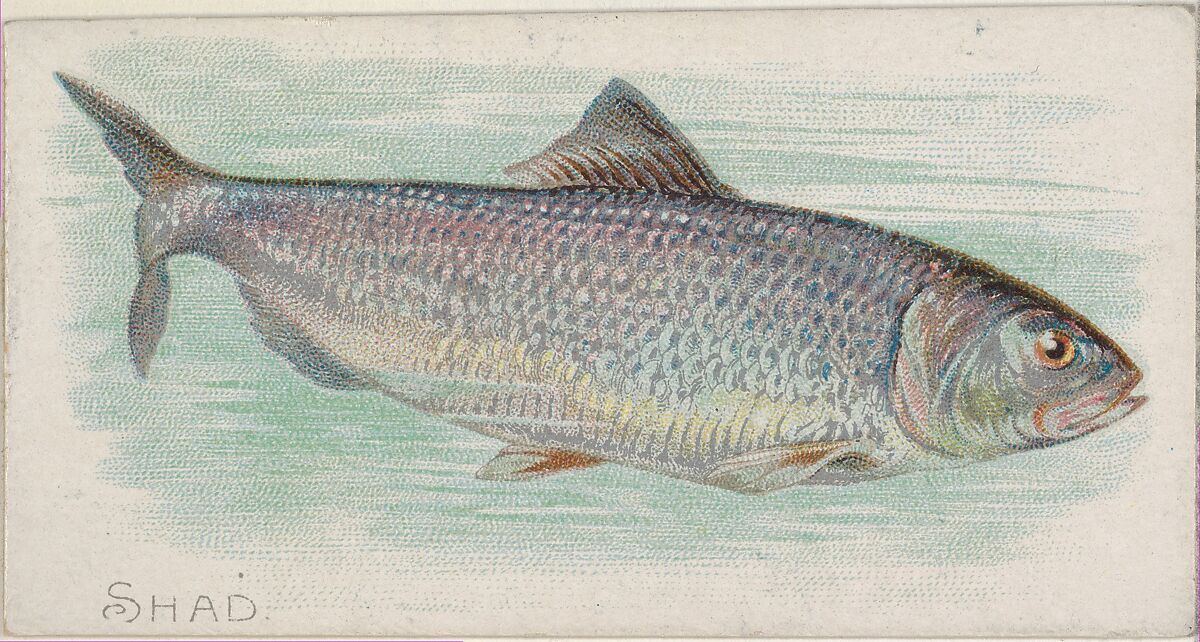 Shad, from the Fish from American Waters series (N8) for Allen & Ginter Cigarettes Brands, Issued by Allen &amp; Ginter (American, Richmond, Virginia), Commercial color lithograph 