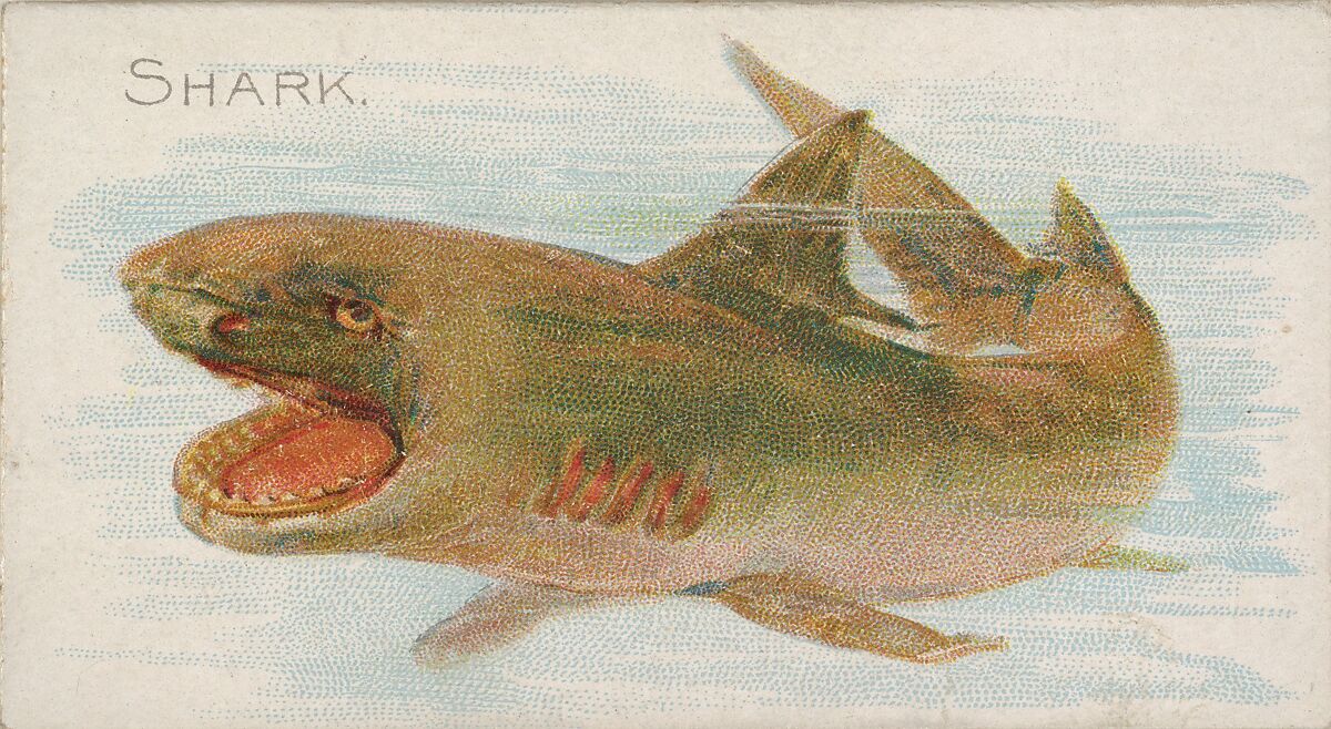 Shark, from the Fish from American Waters series (N8) for Allen & Ginter Cigarettes Brands, Issued by Allen &amp; Ginter (American, Richmond, Virginia), Commercial color lithograph 