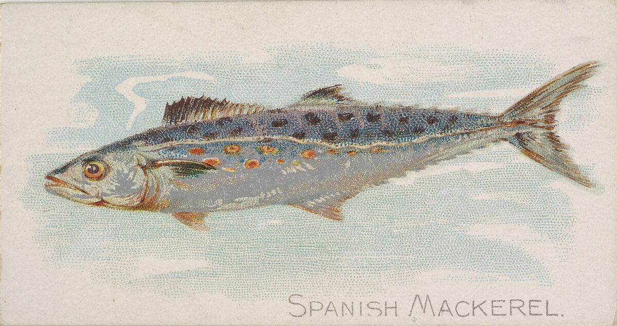 Spanish Mackerel, from the Fish from American Waters series (N8) for Allen & Ginter Cigarettes Brands, Issued by Allen &amp; Ginter (American, Richmond, Virginia), Commercial color lithograph 