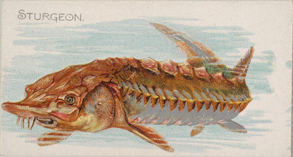 Sturgeon, from the Fish from American Waters series (N8) for Allen & Ginter Cigarettes Brands, Issued by Allen &amp; Ginter (American, Richmond, Virginia), Commercial color lithograph 