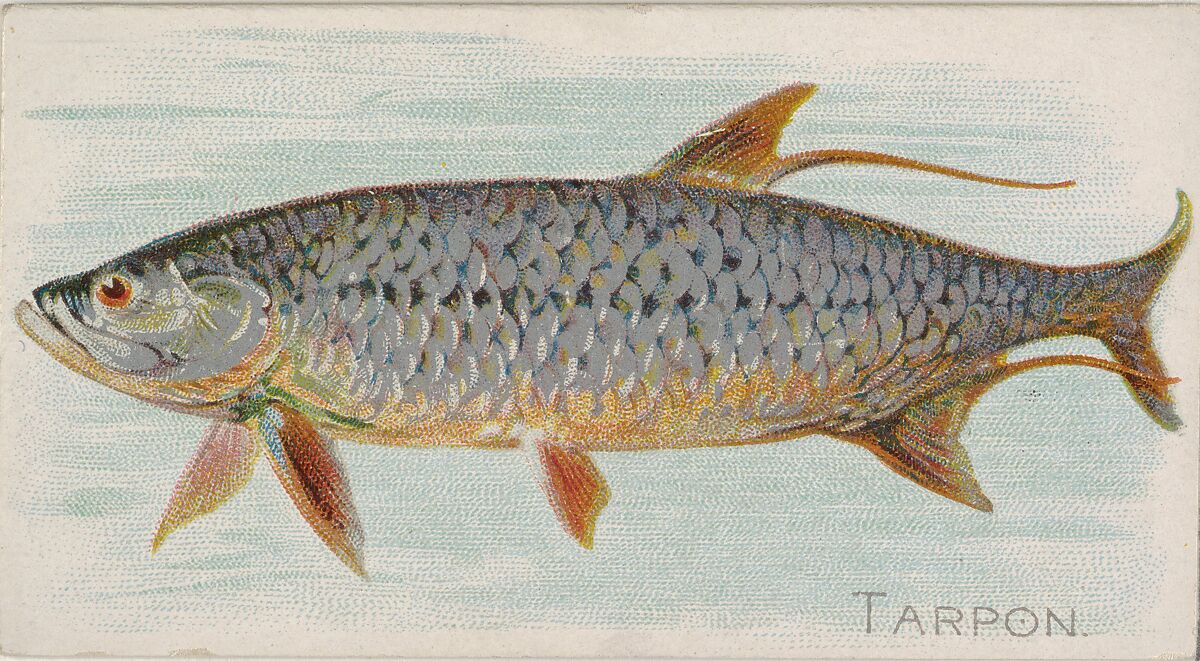 Tarpon, from the Fish from American Waters series (N8) for Allen & Ginter Cigarettes Brands, Issued by Allen &amp; Ginter (American, Richmond, Virginia), Commercial color lithograph 