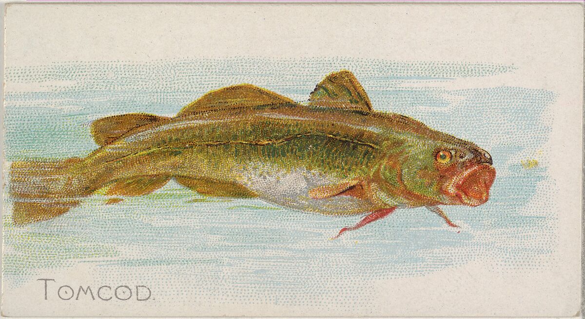 Tomcod, from the Fish from American Waters series (N8) for Allen & Ginter Cigarettes Brands, Issued by Allen &amp; Ginter (American, Richmond, Virginia), Commercial color lithograph 