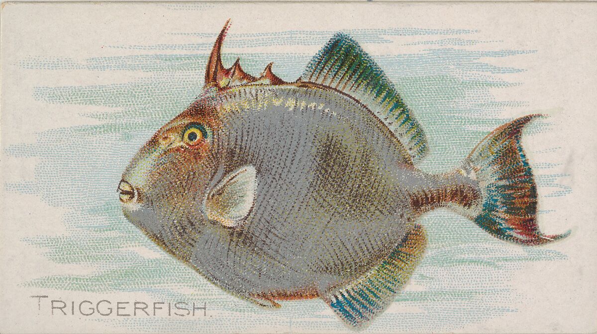 Triggerfish, from the Fish from American Waters series (N8) for Allen & Ginter Cigarettes Brands, Issued by Allen &amp; Ginter (American, Richmond, Virginia), Commercial color lithograph 