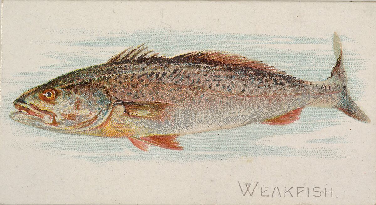 Weakfish, from the Fish from American Waters series (N8) for Allen & Ginter Cigarettes Brands, Issued by Allen &amp; Ginter (American, Richmond, Virginia), Commercial color lithograph 