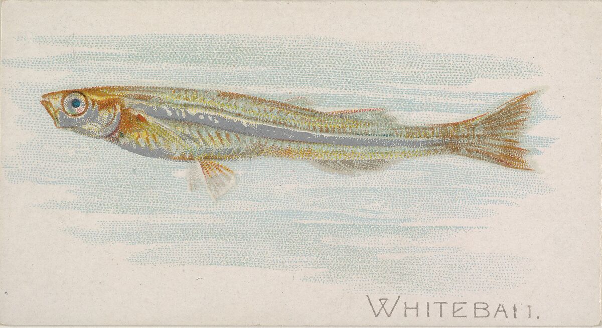 Whitebait, from the Fish from American Waters series (N8) for Allen & Ginter Cigarettes Brands, Issued by Allen &amp; Ginter (American, Richmond, Virginia), Commercial color lithograph 