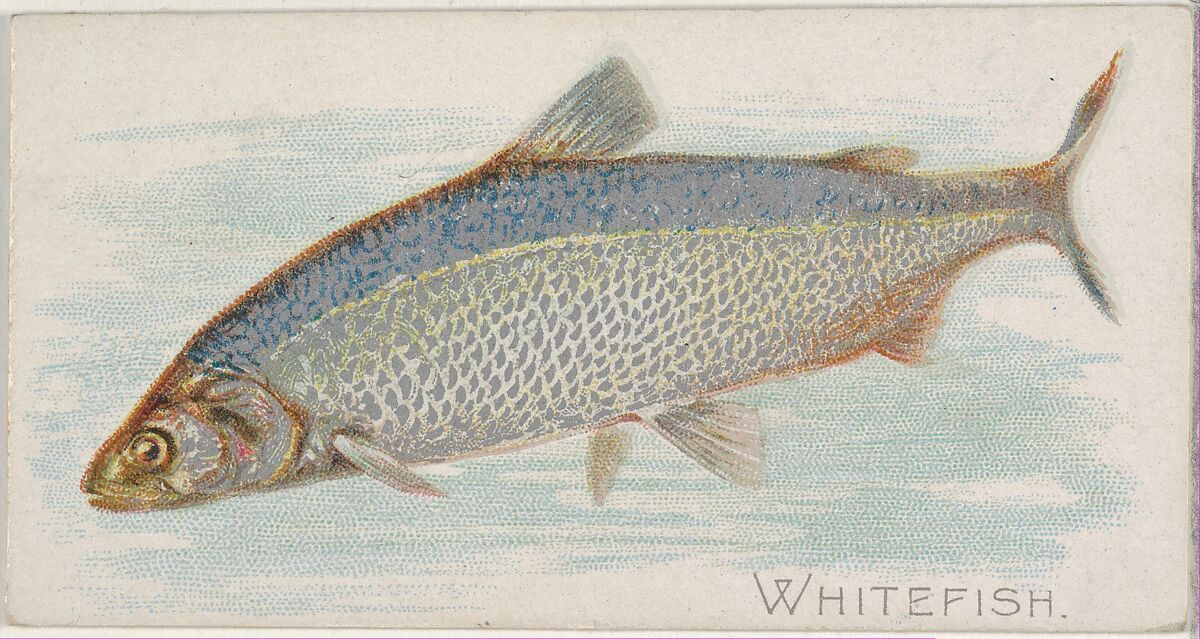 Whitefish, from the Fish from American Waters series (N8) for Allen & Ginter Cigarettes Brands, Issued by Allen &amp; Ginter (American, Richmond, Virginia), Commercial color lithograph 