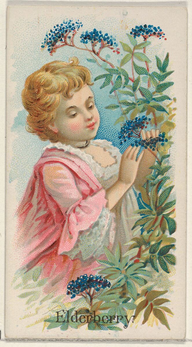 Elderberry, from the Fruits series (N12) for Allen & Ginter Cigarettes Brands, Issued by Allen &amp; Ginter (American, Richmond, Virginia), Commercial color lithograph 