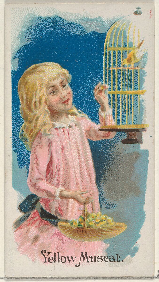 Yellow Muscat, from the Fruits series (N12) for Allen & Ginter Cigarettes Brands, Issued by Allen &amp; Ginter (American, Richmond, Virginia), Commercial color lithograph 