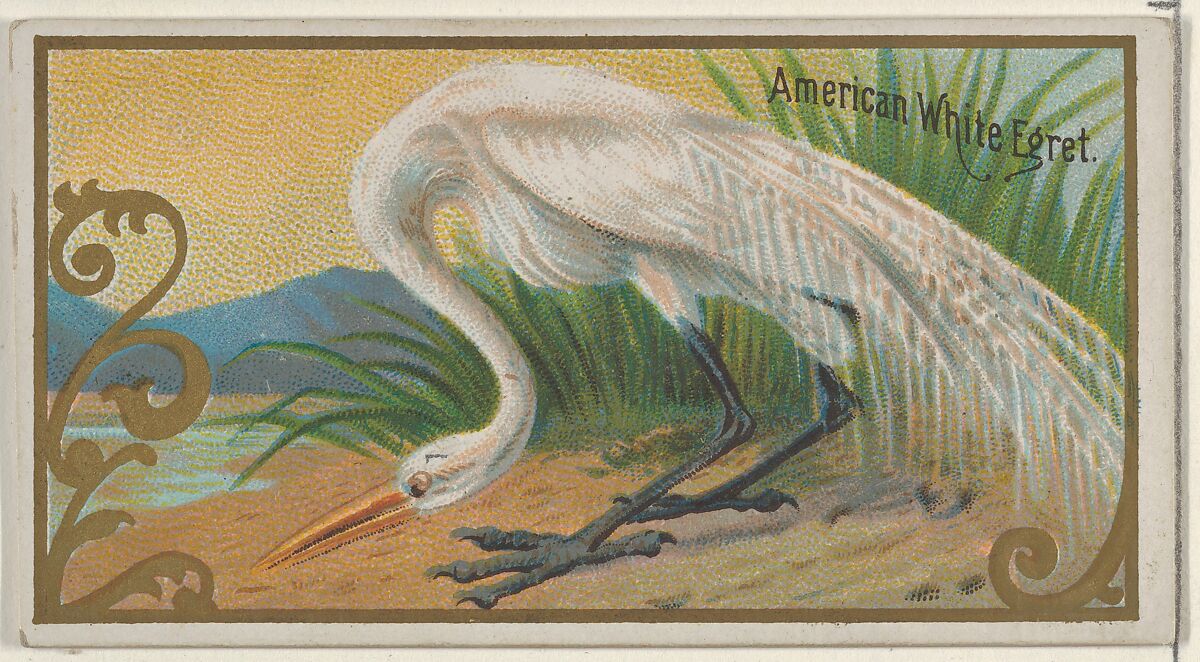 American White Egret, from the Game Birds series (N13) for Allen & Ginter Cigarettes Brands, Issued by Allen &amp; Ginter (American, Richmond, Virginia), Commercial color lithograph 