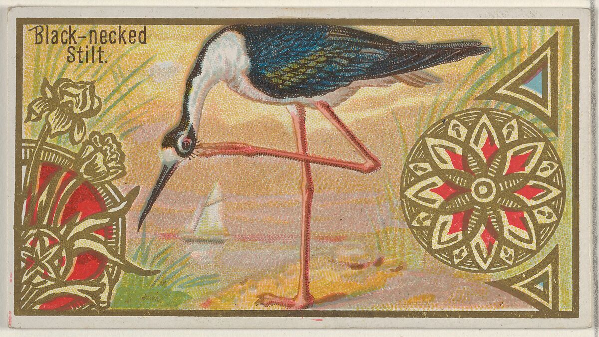Black-necked Stilt, from the Game Birds series (N13) for Allen & Ginter Cigarettes Brands, Issued by Allen &amp; Ginter (American, Richmond, Virginia), Commercial color lithograph 