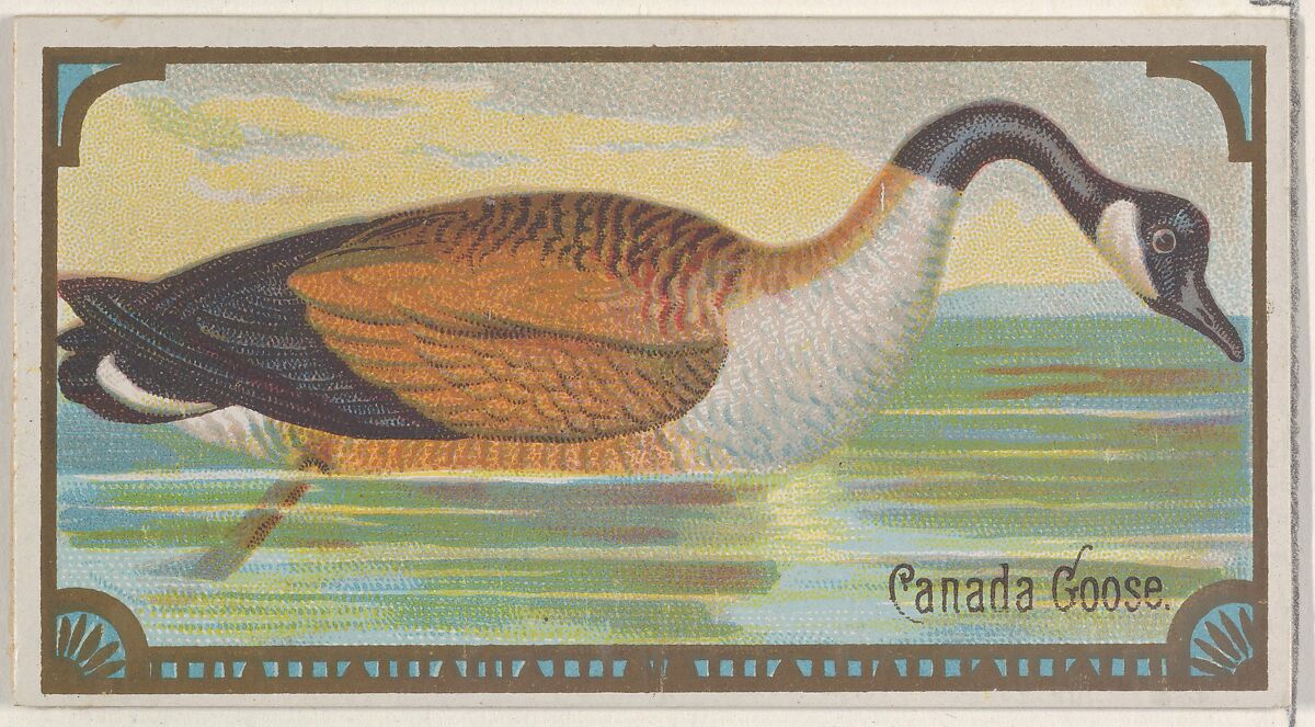 Canada Goose, from the Game Birds series (N13) for Allen & Ginter Cigarettes Brands, Issued by Allen &amp; Ginter (American, Richmond, Virginia), Commercial color lithograph 