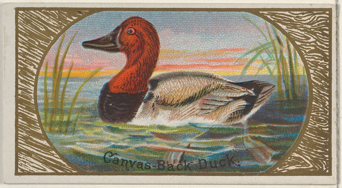 Canvas-Back Duck, from the Game Birds series (N13) for Allen & Ginter Cigarettes Brands, Issued by Allen &amp; Ginter (American, Richmond, Virginia), Commercial color lithograph 