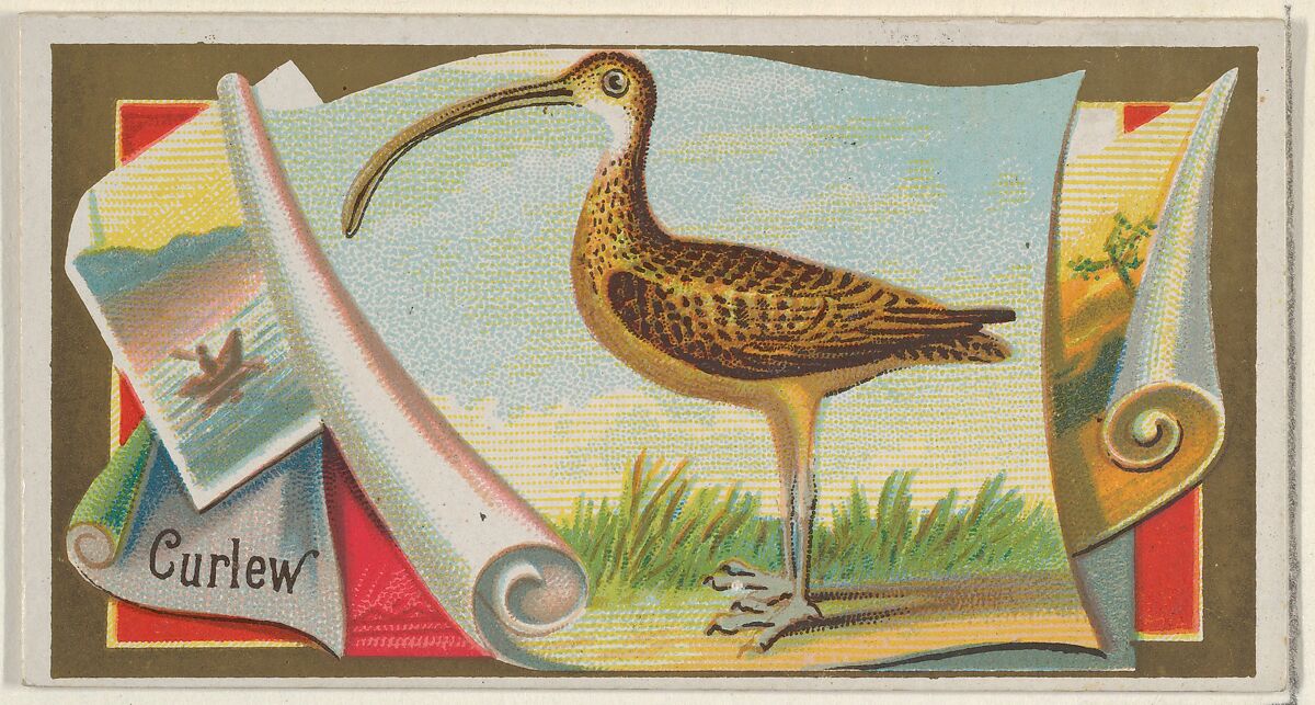 Curlew, from the Game Birds series (N13) for Allen & Ginter Cigarettes Brands, Issued by Allen &amp; Ginter (American, Richmond, Virginia), Commercial color lithograph 