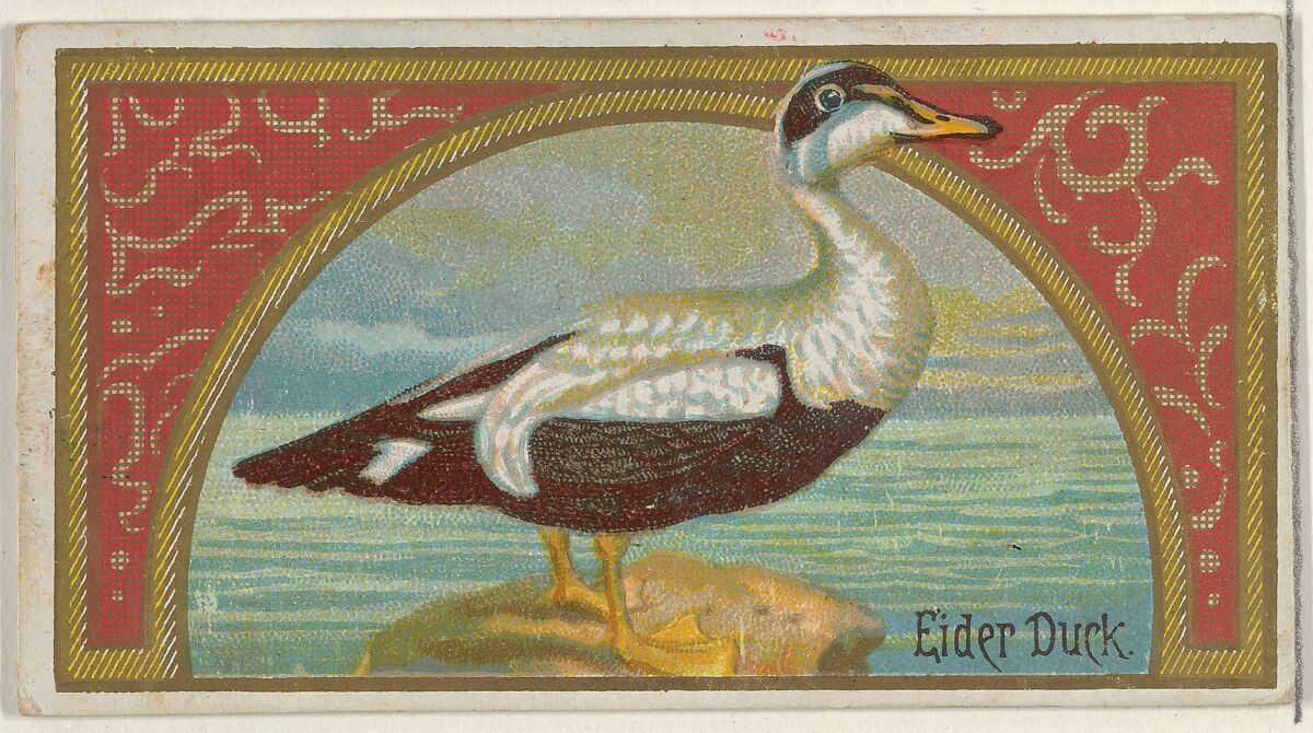 Eider Duck, from the Game Birds series (N13) for Allen & Ginter Cigarettes Brands, Issued by Allen &amp; Ginter (American, Richmond, Virginia), Commercial color lithograph 
